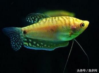 龍魚公魚母魚的區(qū)分：如何判斷龍魚的性別 龍魚百科 第4張