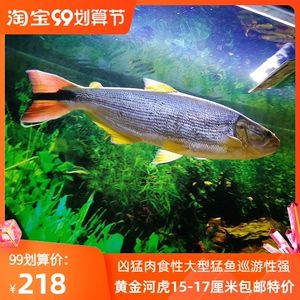 泰龐海鰱觀賞魚(yú)市場(chǎng)價(jià)格：泰龐海鰱觀賞魚(yú)市場(chǎng)價(jià)格波動(dòng)因素泰龐海鰱飼料選擇指南 龍魚(yú)百科 第1張