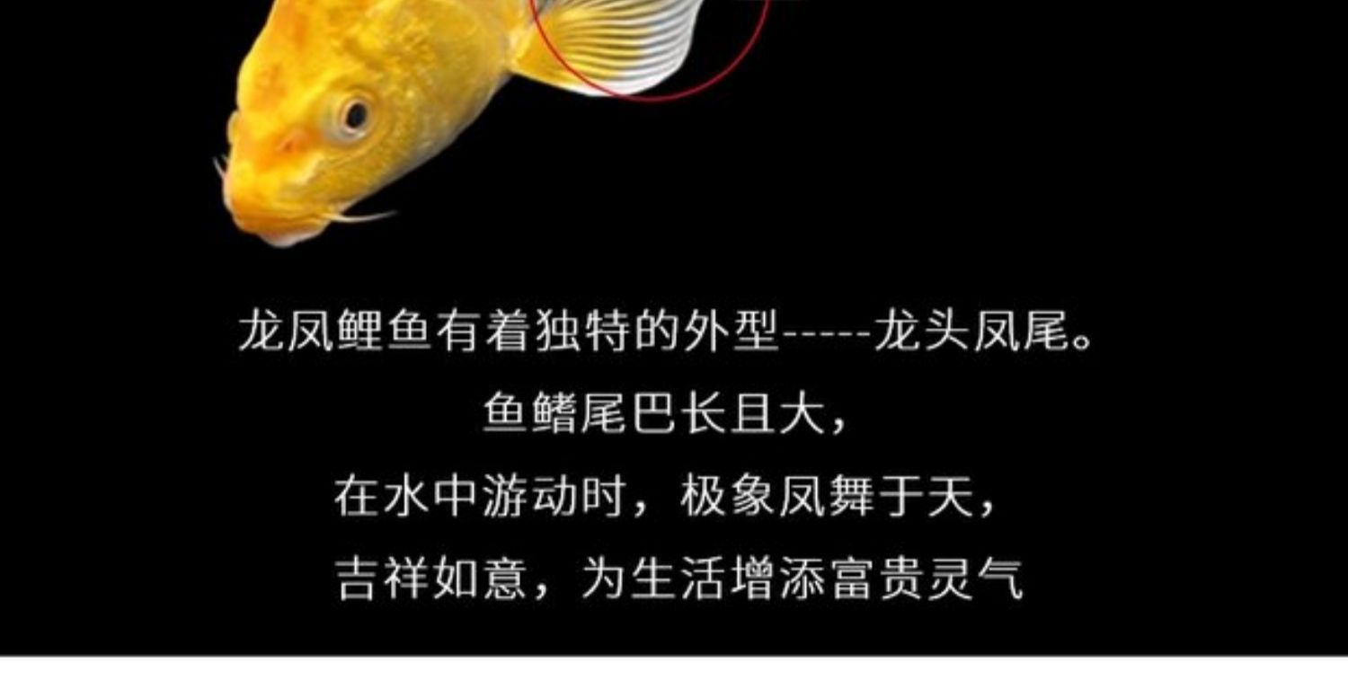 龍鳳鯉魚疾病預防措施：關于龍鳳鯉魚疾病的一些預防措施 龍魚百科 第2張