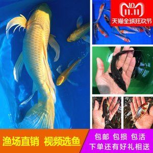 龍鳳鯉魚疾病預防措施：關于龍鳳鯉魚疾病的一些預防措施 龍魚百科 第1張