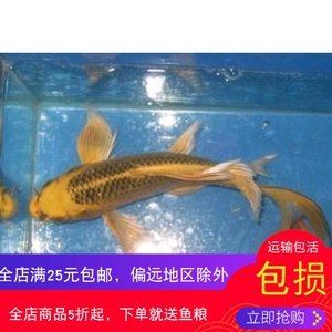 龍鳳鯉魚疾病預(yù)防措施：關(guān)于龍鳳鯉魚疾病的一些預(yù)防措施 龍魚百科 第5張