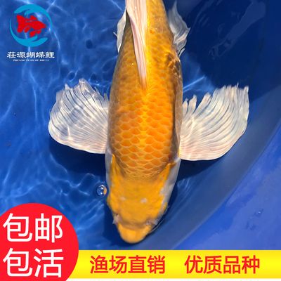 龍鳳鯉魚疾病預防措施：關于龍鳳鯉魚疾病的一些預防措施 龍魚百科 第4張