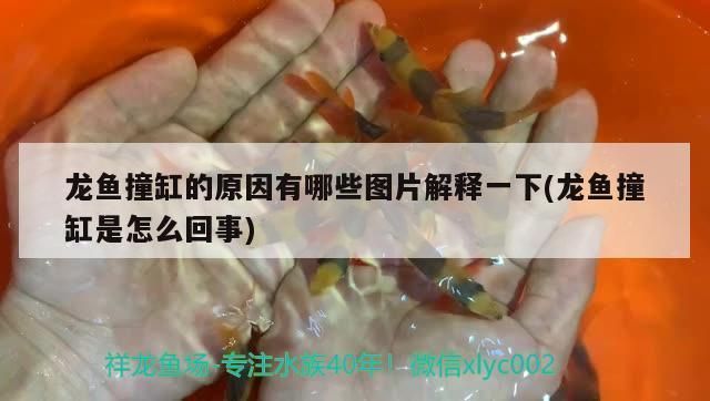 龍魚莫名其妙撞缸怎么辦啊vs祥龍魚場：如何防止龍魚撞缸 vs祥龍魚場 第5張