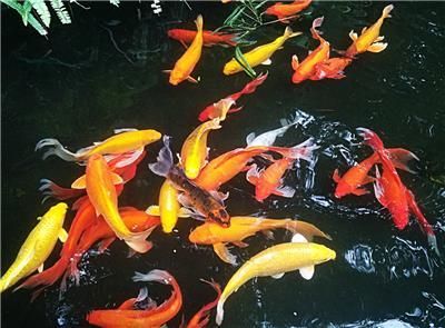 龍魚(yú)的飼養(yǎng)溫度和濕度：關(guān)于龍魚(yú)飼養(yǎng)的幾個(gè)問(wèn)題 水族問(wèn)答 第1張