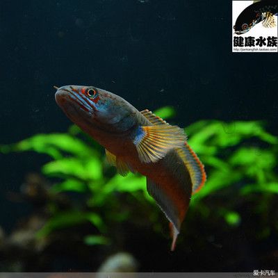 如何判斷雷龍魚健康：判斷雷龍魚是否健康狀況的方法包括觀察其行為和外觀 龍魚百科 第4張