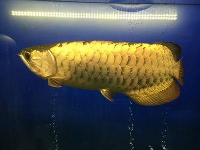 龍魚的挑選：-選購龍魚時應(yīng)關(guān)注其外觀特征、健康狀況和性格 水族問答 第1張