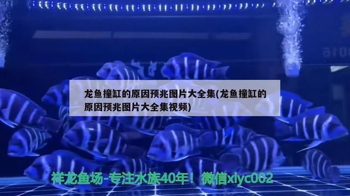 龍魚為什么突然撞缸vs祥龍魚場：祥龍魚場的龍魚品種，如何預(yù)防龍魚撞缸 vs祥龍魚場 第5張