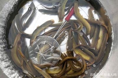 龍魚是海鮮還是河鮮：如何區(qū)分淡水魚和海水魚 龍魚百科 第1張