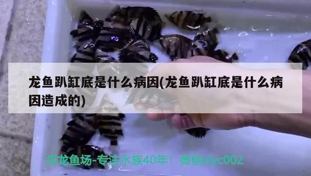 龍魚趴缸底是什么病因引起的呢vs祥龍魚場(chǎng)：龍魚趴缸底的常見原因 vs祥龍魚場(chǎng) 第1張