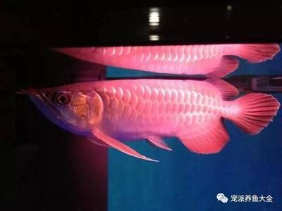 龍魚治療溫度多少合適呢：龍魚治療期間水溫控制需要根據(jù)年齡和具體情況來決定 龍魚百科 第1張