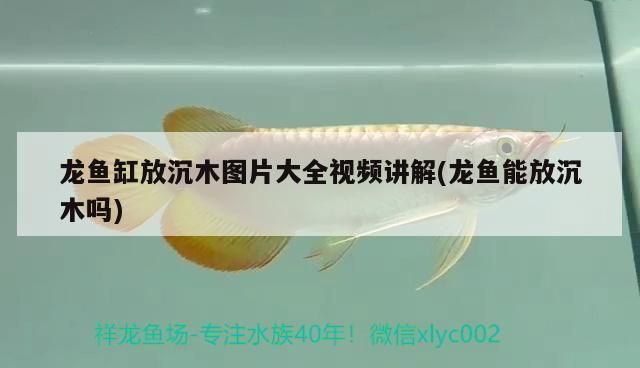 龍魚缸可以放沉木嗎：龍魚缸內(nèi)可以放沉木嗎？ 龍魚百科 第1張