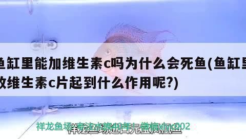 龍魚可以用維生素c嗎為什么vs祥龍魚場：龍魚可以使用維生素c嗎