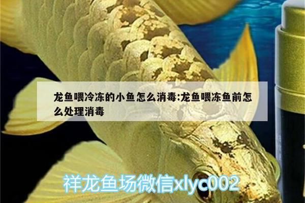 龍魚食怎么消毒vs祥龍魚場：祥龍魚場口碑評價龍魚專用消毒方法龍魚專用消毒方法 vs祥龍魚場 第4張