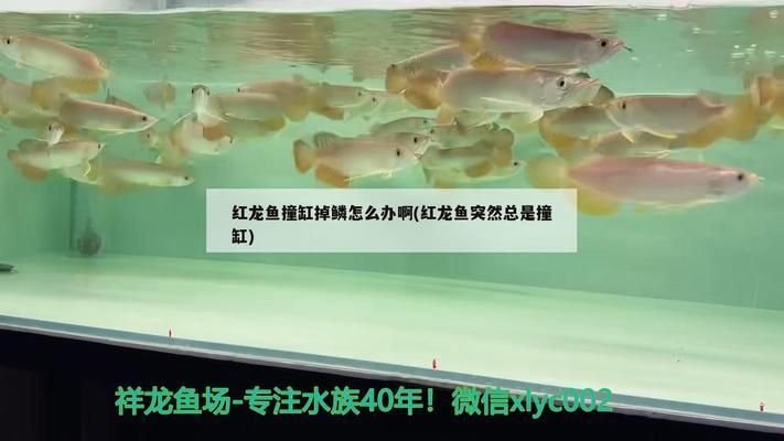 龍魚突然撞缸,鱗片掉了會(huì)死嗎vs祥龍魚場：龍魚撞缸后如何急救 vs祥龍魚場 第1張