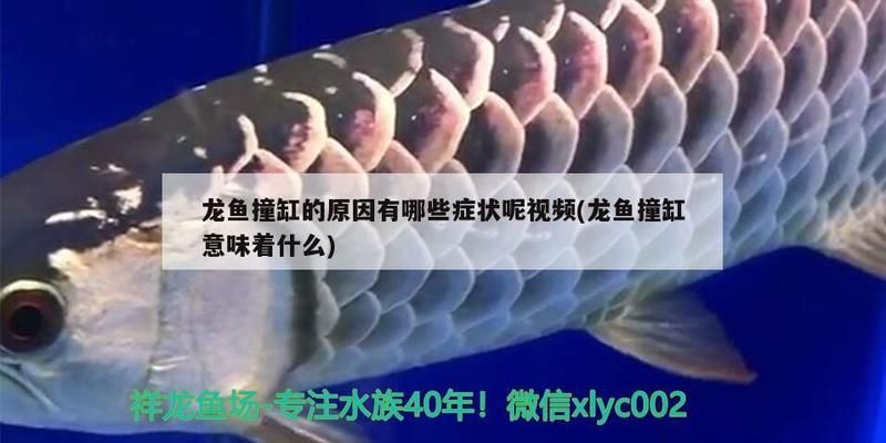 龍魚拼命撞缸會死嗎vs祥龍魚場：龍魚拼命撞缸會死嗎 vs祥龍魚場 第5張