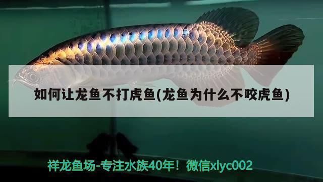 龍魚受傷后會被追著咬嗎為什么vs祥龍魚場：龍魚受傷后被攻擊的原因 vs祥龍魚場 第4張