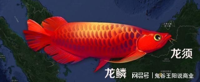 龍魚美容手術怎么樣做：龍魚美容手術怎么做詳情 龍魚百科 第1張