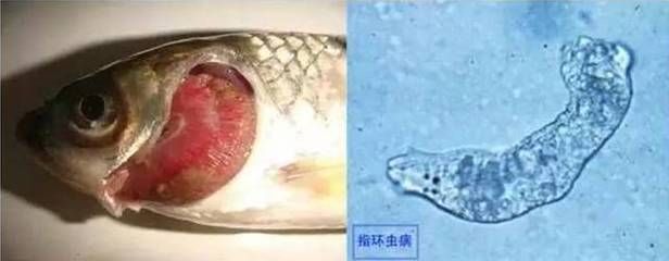 龍魚魚鰓寄生蟲：如何預(yù)防和治療龍魚魚鰓寄生蟲 龍魚百科 第2張