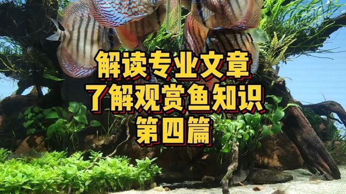 龍魚食量減少vs祥龍魚場(chǎng)：如何判斷龍魚是否生病 vs祥龍魚場(chǎng) 第2張