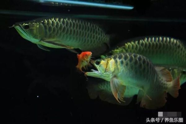 龍魚(yú)尾巴散開(kāi)vs祥龍魚(yú)場(chǎng)：“龍魚(yú)尾巴散開(kāi)”和“祥龍魚(yú)場(chǎng)”的區(qū)別對(duì)比 vs祥龍魚(yú)場(chǎng) 第3張