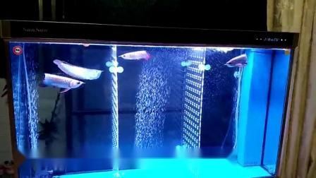 龍魚飼料推薦知乎：龍魚活食與飼料選擇 龍魚百科 第1張