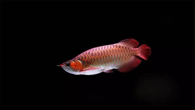 龍魚過缸怎樣處理魚食：龍魚過缸后的最佳喂食時間，龍魚過缸后水質(zhì)管理技巧 龍魚百科 第3張