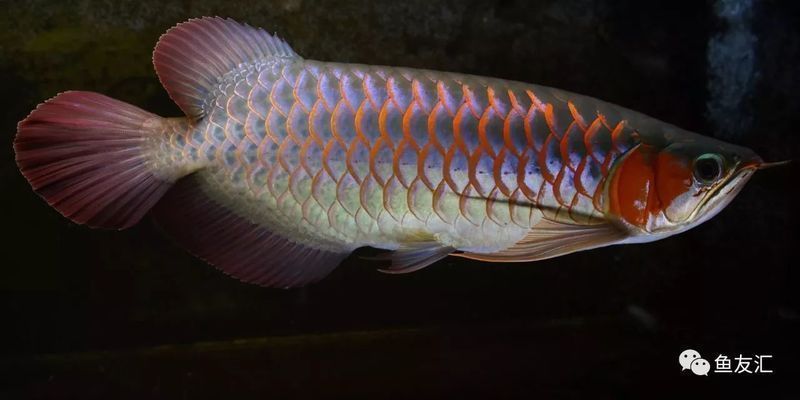 龍魚過缸怎樣處理魚食：龍魚過缸后的最佳喂食時間，龍魚過缸后水質(zhì)管理技巧 龍魚百科 第4張