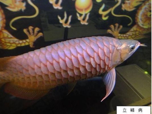 龍魚立鱗能喂食嗎vs祥龍魚場：祥龍魚場關(guān)于龍魚立鱗病喂食的建議 vs祥龍魚場 第5張