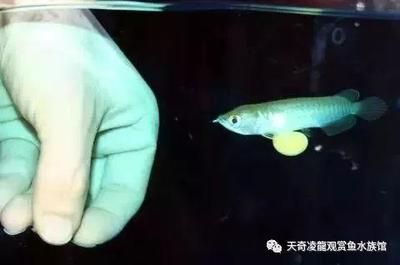 龍魚孵化全過程：金龍魚的孵化過程 龍魚百科 第3張