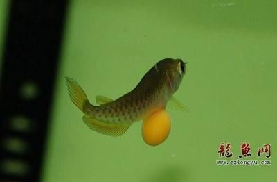 龍魚孵化全過程：金龍魚的孵化過程 龍魚百科 第2張