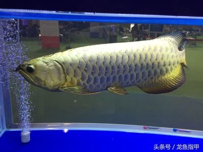 龍魚網(wǎng)上買還是實體店買：龍魚網(wǎng)購注意事項,龍魚運輸風(fēng)險及對策,如何辨別龍魚健康狀況 龍魚百科 第2張