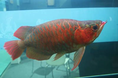 龍魚(yú)麻醉注意什么：給龍魚(yú)麻醉需要注意的事項(xiàng)和禁忌，龍魚(yú)麻醉前后飲食管理 龍魚(yú)百科 第3張