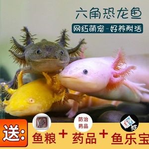 六角恐龍魚(yú)糧推薦：六角恐龍魚(yú)飼料保存技巧六角恐龍魚(yú)飼料保存技巧 龍魚(yú)百科 第4張