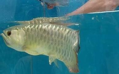 龍魚(yú)幾天不吃：關(guān)于龍魚(yú)不吃食的詳細(xì)信息 龍魚(yú)百科 第1張