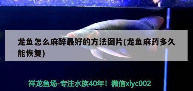 龍魚麻醉多久清醒vs祥龍魚場(chǎng)：祥龍魚場(chǎng)龍魚麻醉劑的選擇標(biāo)準(zhǔn) vs祥龍魚場(chǎng) 第5張