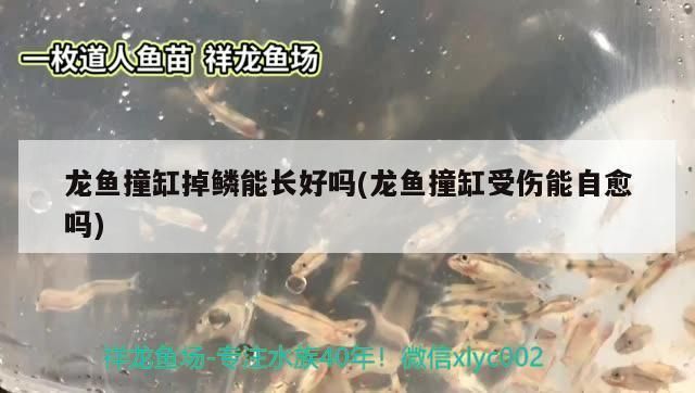 龍魚鱗片撞掉了能長出來么vs祥龍魚場：祥龍魚鱗片脫落原因如何預(yù)防龍魚鱗片脫落后的護理 vs祥龍魚場 第1張