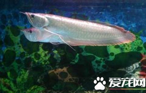 銀龍魚(yú)苗生長(zhǎng)速度監(jiān)測(cè)方法：銀龍魚(yú)的生長(zhǎng)速度監(jiān)測(cè) 龍魚(yú)百科 第2張