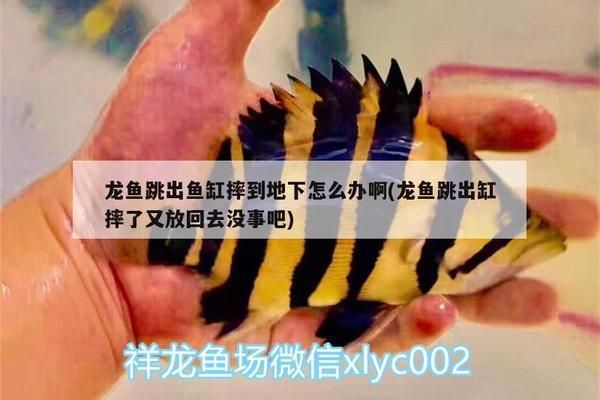 龍魚摔了怎么處理好vs祥龍魚場(chǎng)：龍魚摔傷后的處理方式 vs祥龍魚場(chǎng) 第3張