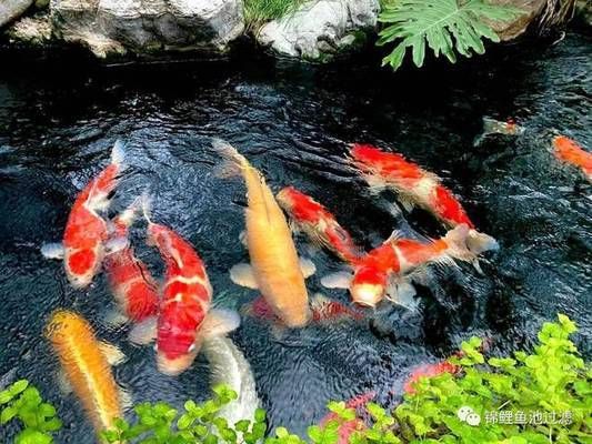 龍魚(yú)的魚(yú)缸多大：龍魚(yú)的缸體大小對(duì)水質(zhì)有影響嗎？ 水族問(wèn)答 第2張