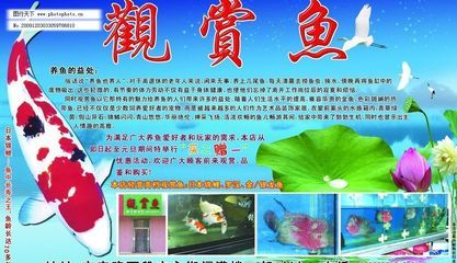 龍魚的魚缸多大容量合適：-龍魚適合普通龍魚生活的5個(gè)尺寸 水族問(wèn)答