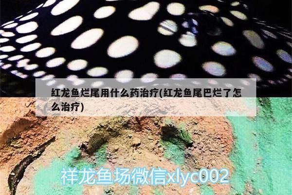 龍魚尾巴爛了用什么藥vs祥龍魚場：治療龍魚爛尾的藥物推薦 vs祥龍魚場 第3張