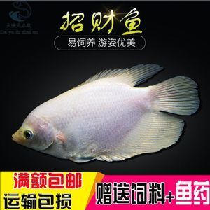 蝴蝶鯉專用飼料選購(gòu)指南：蝴蝶鯉專用飼料保存技巧蝴蝶鯉飼料營(yíng)養(yǎng)價(jià)值評(píng)價(jià) 龍魚(yú)百科 第5張