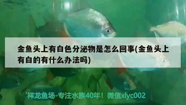 龍魚蛻皮了是怎么回事vs祥龍魚場：祥龍魚場的龍魚品種介紹 vs祥龍魚場 第2張