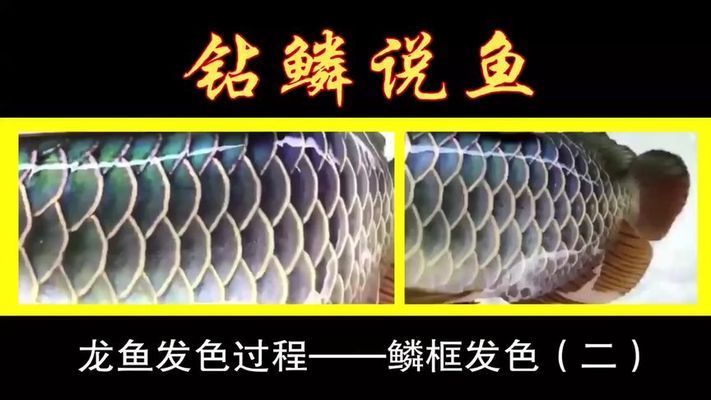 龍魚發(fā)色階段詳解視頻大全：如何判斷龍魚發(fā)色成熟 龍魚百科 第1張