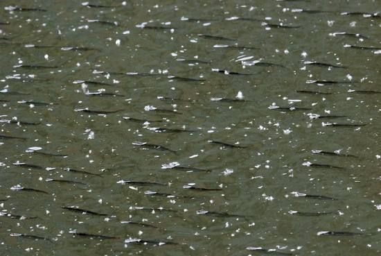 龍魚的原產地：關于龍魚的幾個疑問 水族問答 第2張