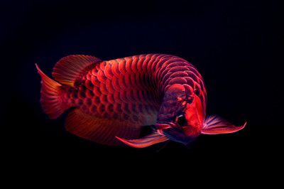 龍魚(yú)之巔官網(wǎng)：龍魚(yú)之巔水族寵物互動(dòng)論壇 龍魚(yú)百科 第5張