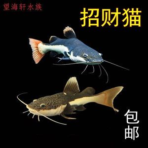 龍魚底層魚配什么：適合與龍魚混養(yǎng)的底層魚