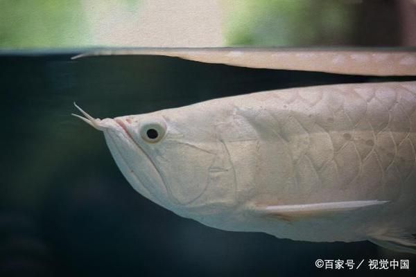 龍魚害怕怎么辦呢：如何判斷龍魚是否受驚 龍魚百科 第5張