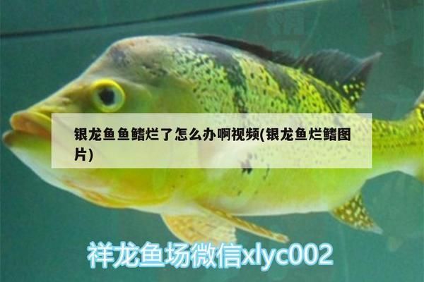 龍魚鰭爛了能自愈嗎怎么治vs祥龍魚場(chǎng)：治療龍魚鰭爛基于一般的魚類處理 vs祥龍魚場(chǎng) 第1張