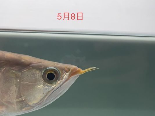 龍魚每次換水多少vs祥龍魚場：龍魚換水頻率一般多久換一次 vs祥龍魚場 第4張